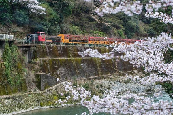 【鳥取駅南口発】 桜舞う♪春の嵐山と嵯峨野トロッコ列車 日帰り2